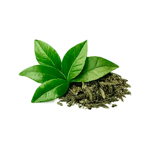 Insulinorm — Ekstrakt z zielonej herbaty (Camellia sinensis)